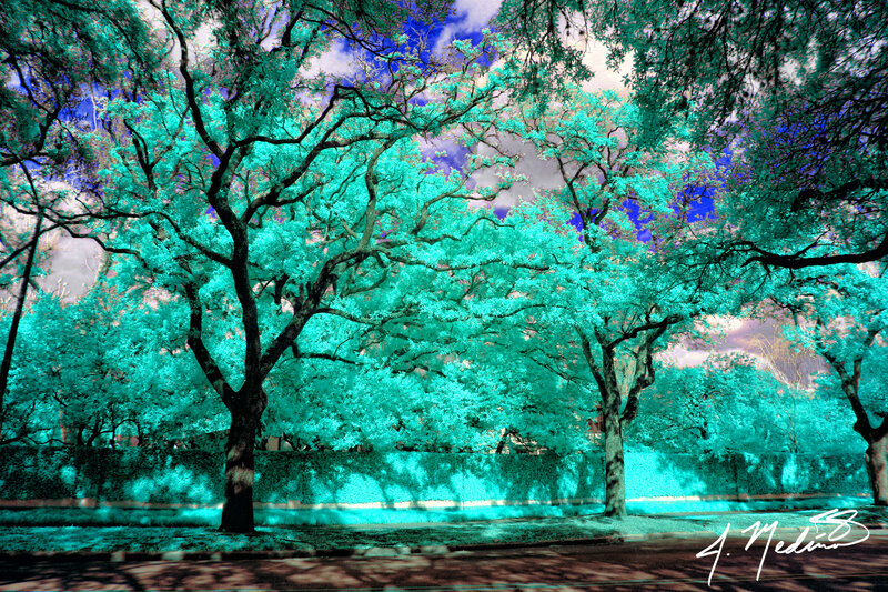 Trees in Infrared — Cyan