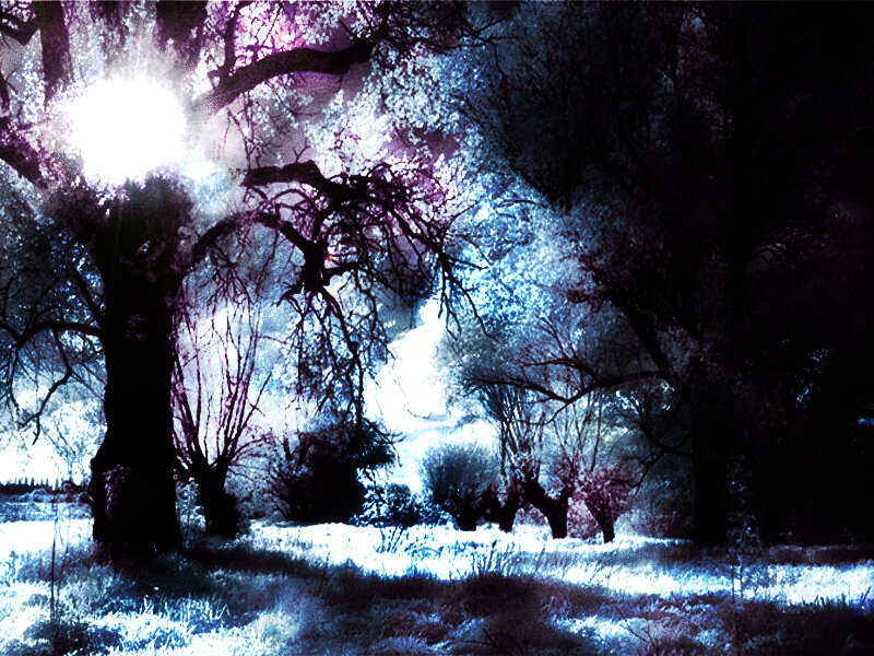 Trees in Infrared Light