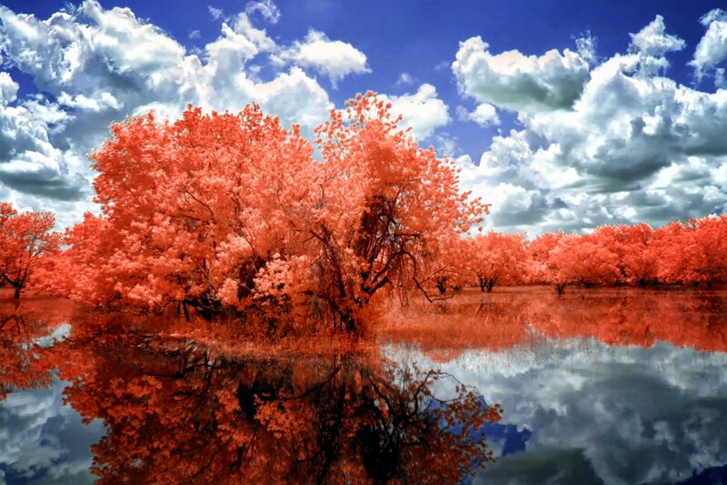Trees in Infrared — Red