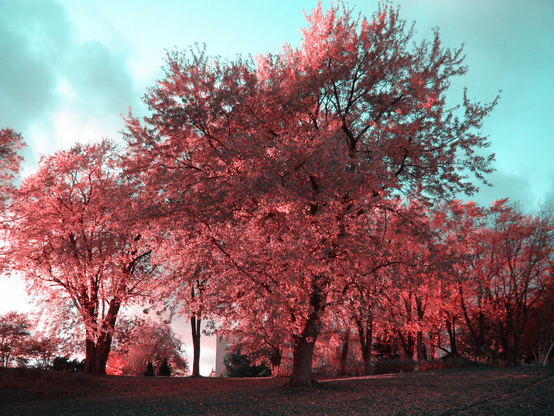 Trees in Infrared