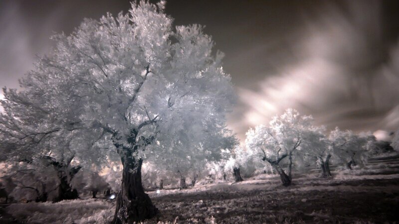 Trees in Infrared — White, Dramatic