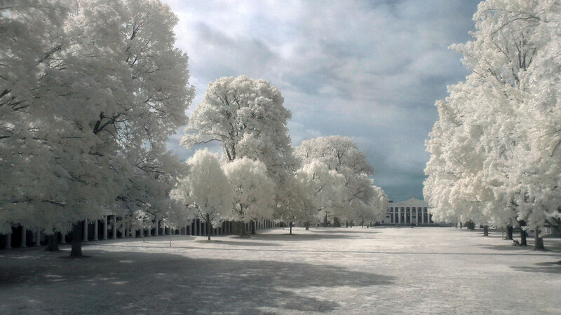 Trees in Infrared — White, Serene, Photograph