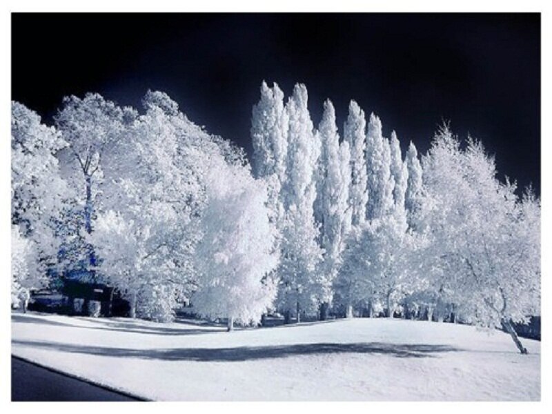 Trees in Infrared — White, Serene