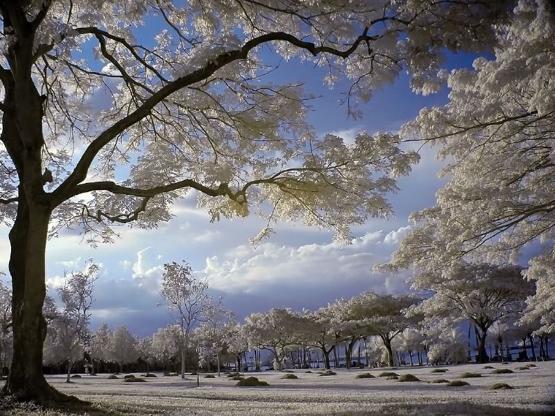 Trees in Infrared — White