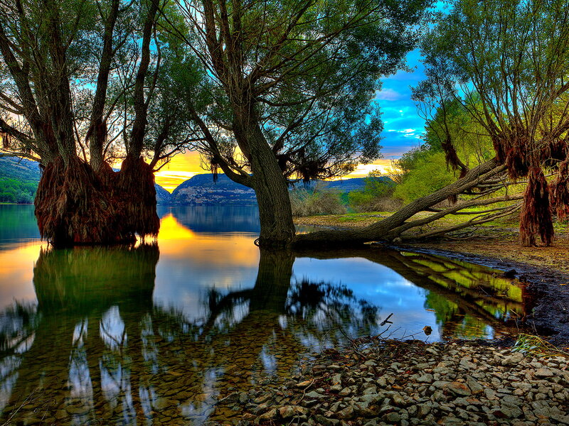 Trees in Lake at Sunset