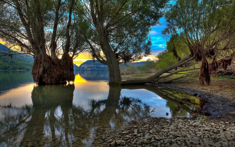 Trees in Lake Water — Blue, Serene