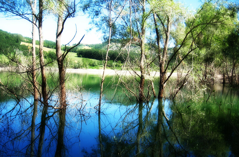 Trees in Lake Water