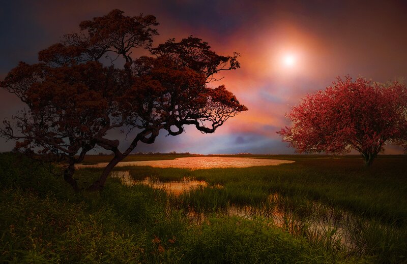 Trees in Marshland