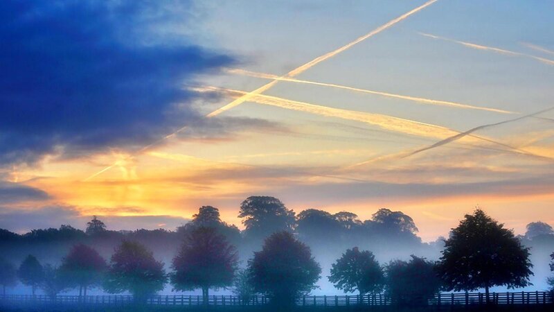 Trees in Misty Field — Blue, Serene