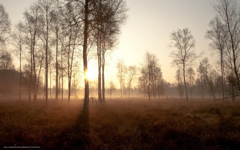 Trees in Misty Field — Brown