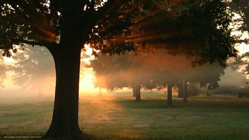Trees in Misty Field — Green, Serene, Morning, Photograph