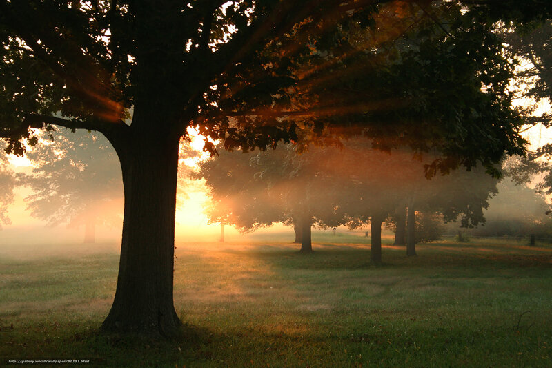 Trees in Misty Field — Green, Serene, Morning