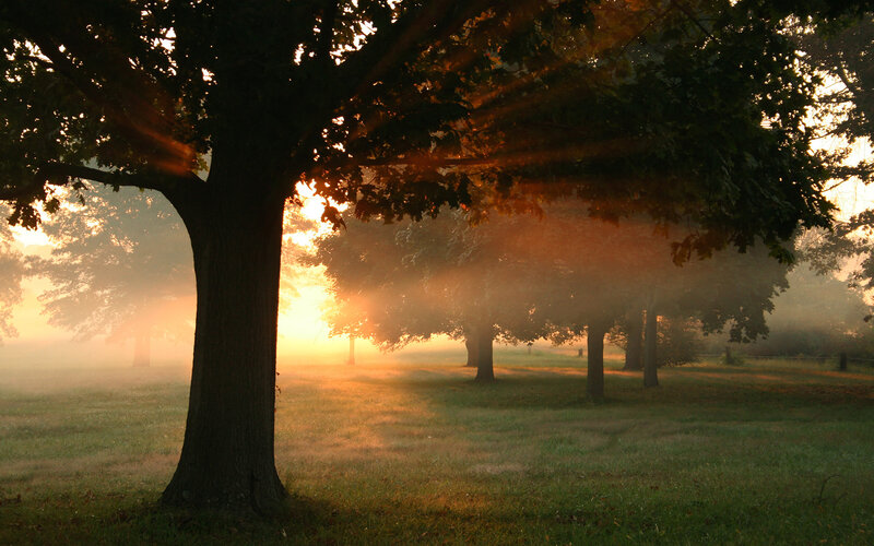 Trees in Misty Field — Green