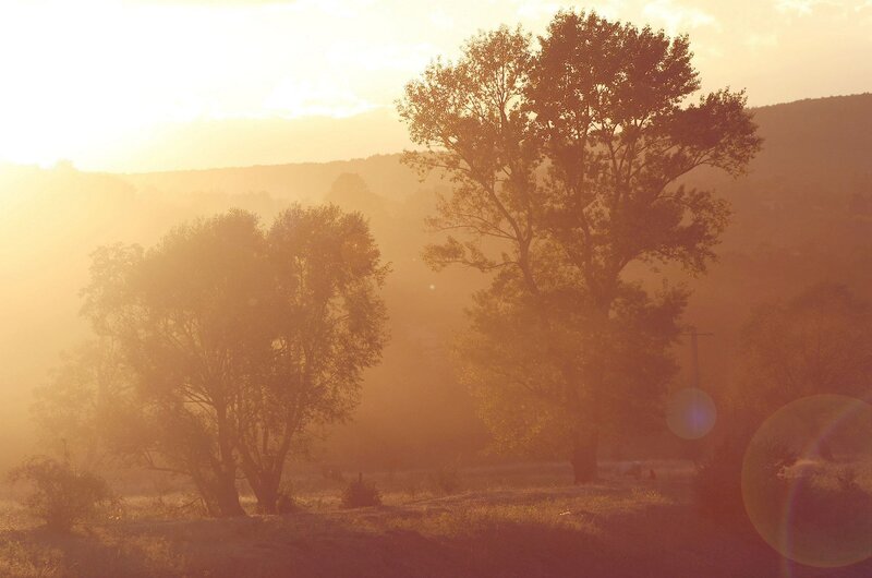 Trees in Misty Field — Orange, Serene
