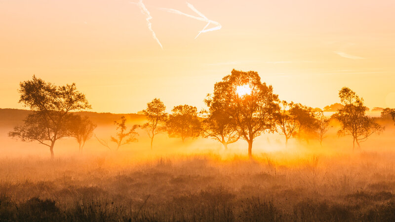 Trees in Misty Field — Orange