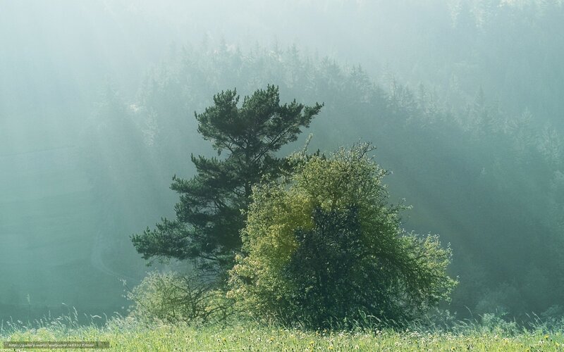 Trees in Misty Forest — Green, Serene