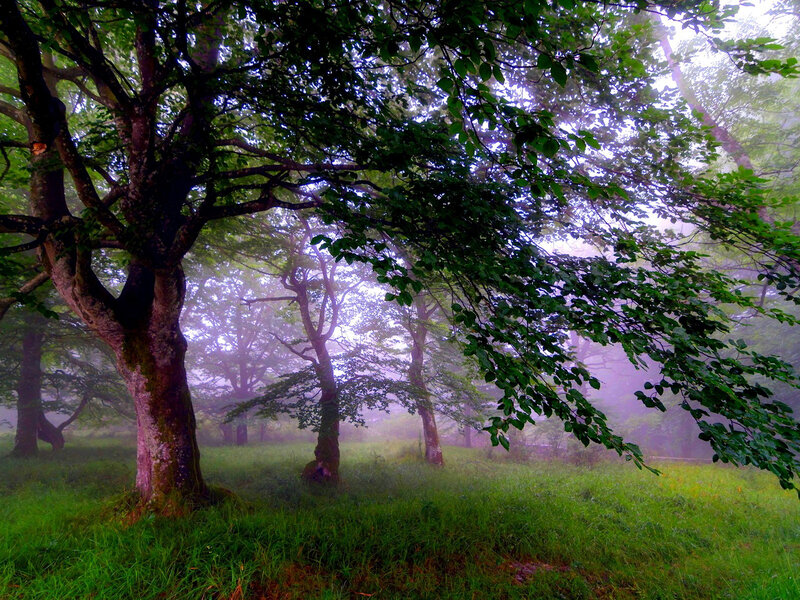 Trees in Misty Forest — Green