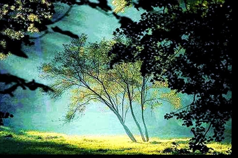 Trees in Misty Forest
