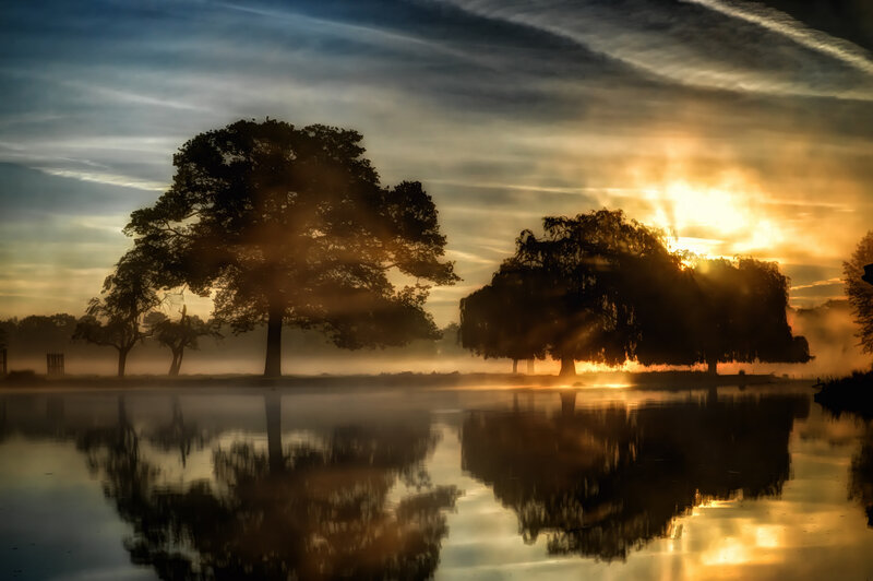 Trees in Misty Lake — Gold