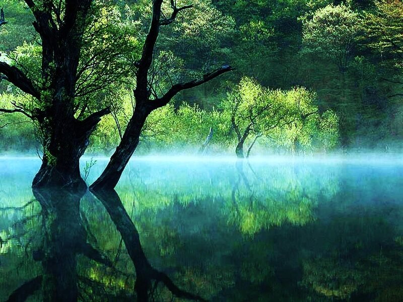 Trees in Misty Lake — Green, Serene