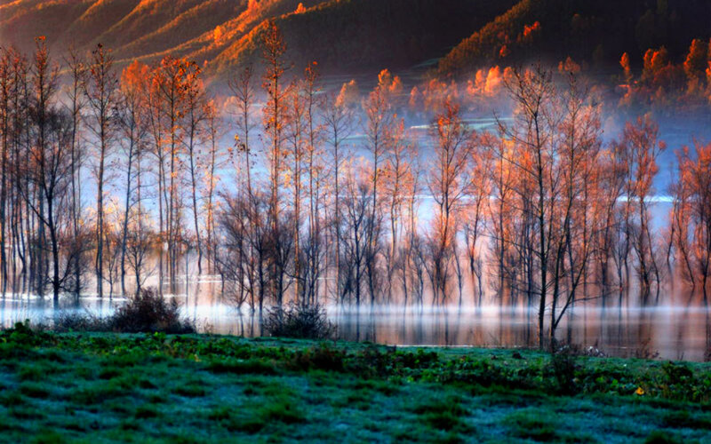 Trees in Misty Lake — Green