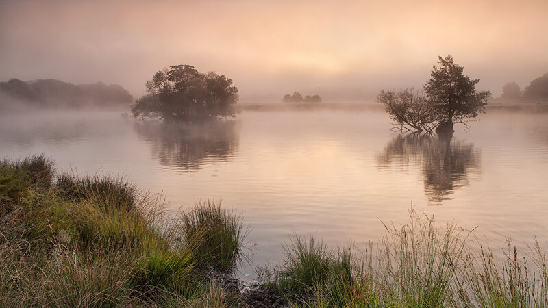 Trees in Misty Lake