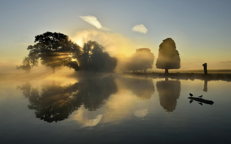 Trees in Misty Lake — Yellow, Serene