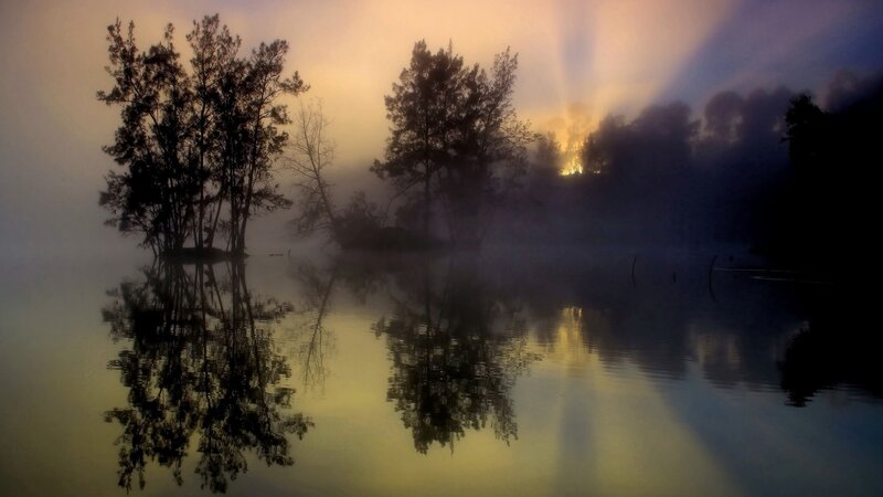 Trees in Misty Lake — Yellow