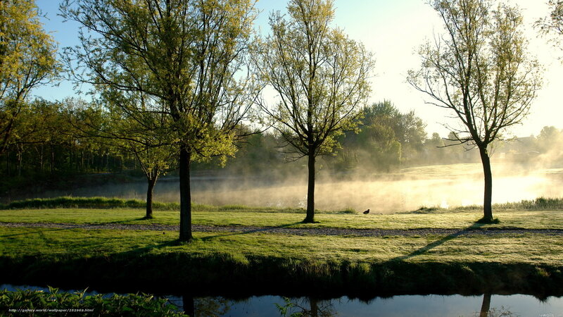 Trees in Misty Park