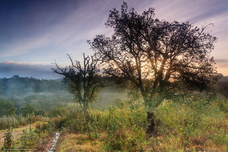 Trees in Misty Valley — Green