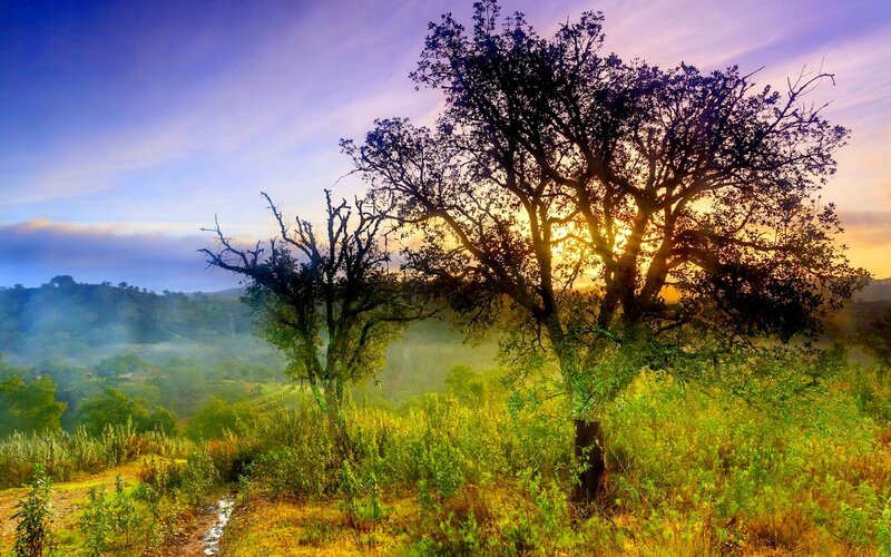 Trees in Misty Valley
