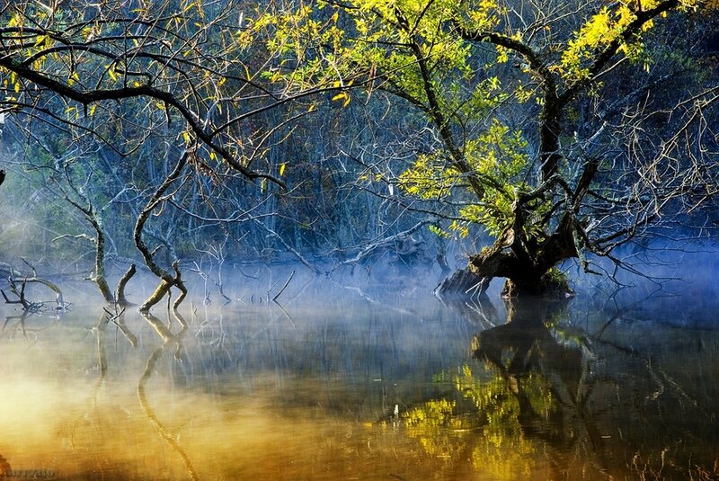 Trees in Misty Water — Blue