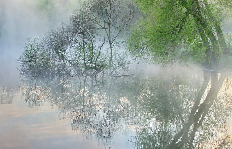 Trees in Misty Water — Green, Serene