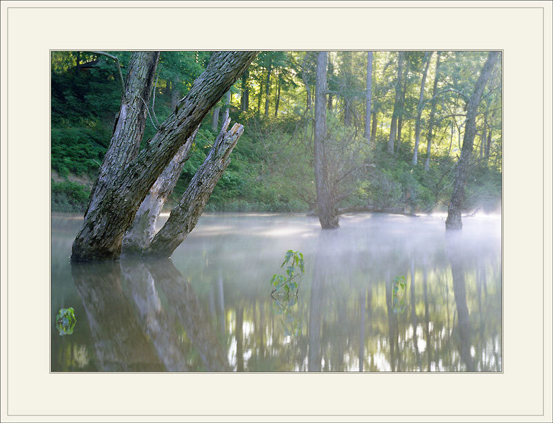 Trees in Misty Water — Green