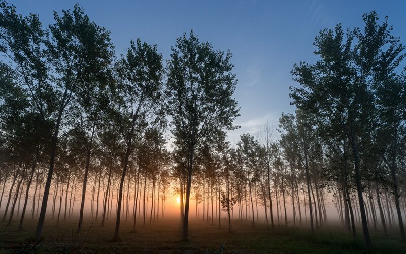 Trees in Morning Fog — Blue