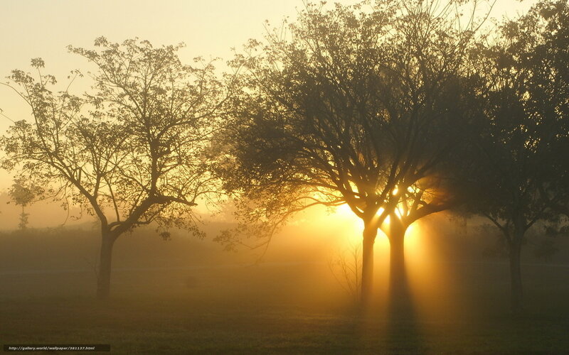Trees in Morning Fog — Gold, Serene