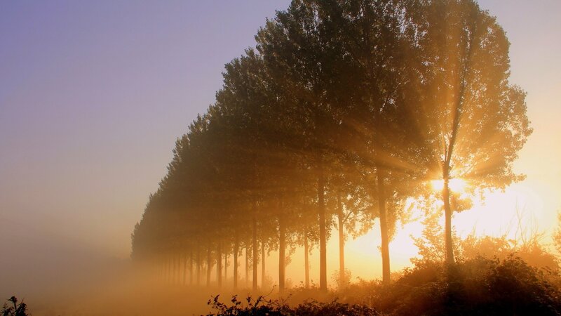 Trees in Morning Fog — Gold
