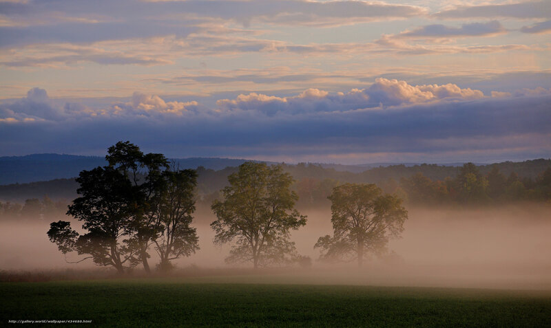 Trees in Morning Fog — Green