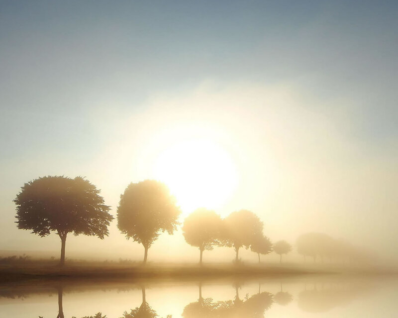 Trees in Morning Fog