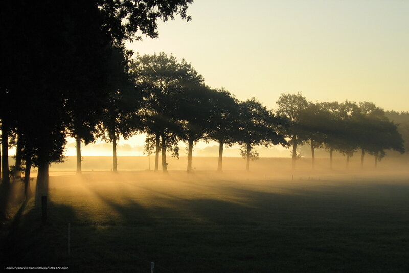 Trees in Morning Fog — Yellow