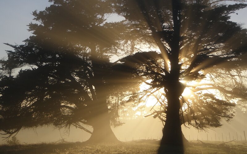 Trees in Morning Light