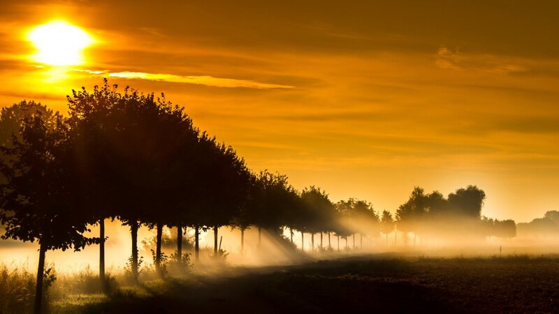 Trees in Morning Mist — Orange