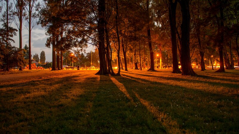Trees in Park at Dusk
