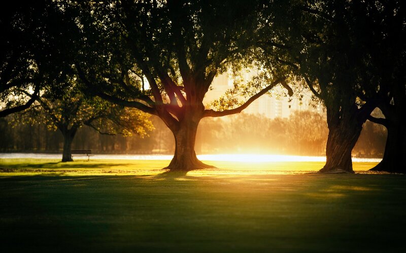 Trees in Park at Sunset — Green