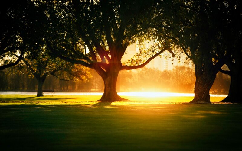 Trees in Park at Sunset