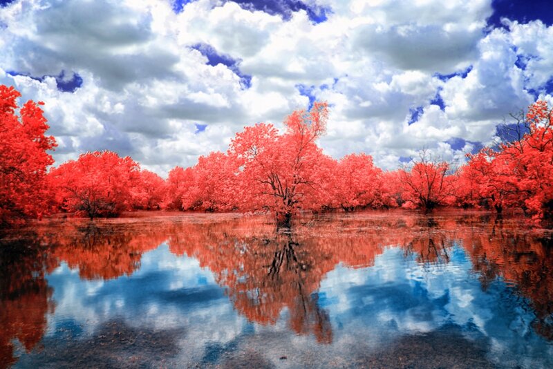 Trees in Red Infrared