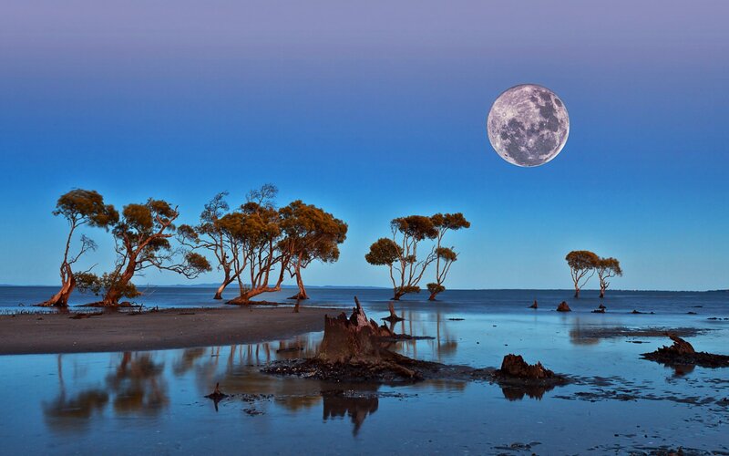 Trees in Shallow Water — Blue