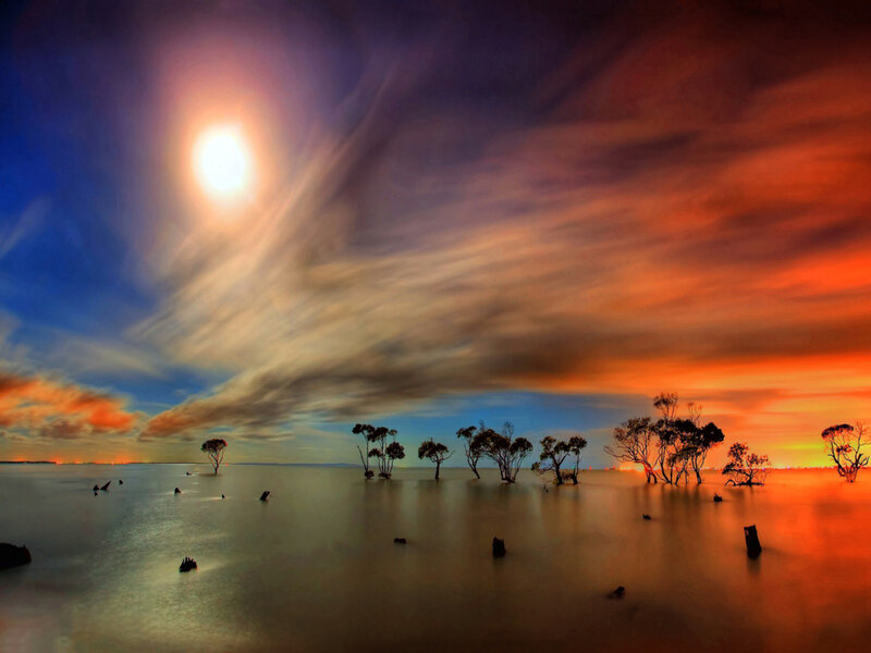 Trees in Shallow Water — Orange, Dramatic