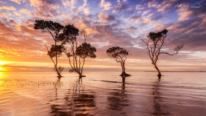 Trees in Shallow Water — Orange, Serene