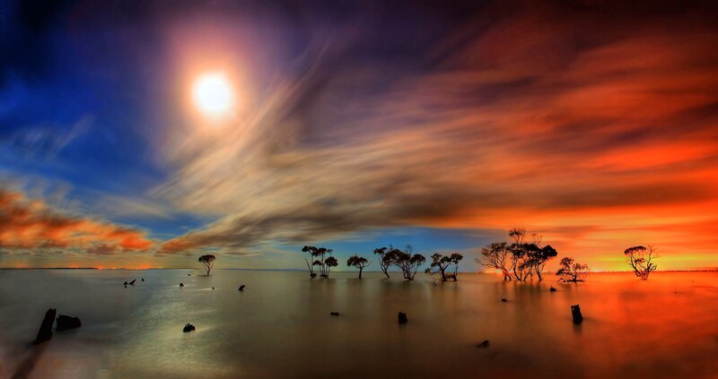 Trees in Shallow Water — Orange